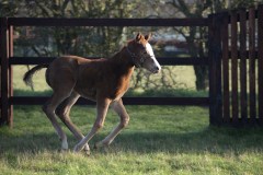 FILLY FOAL BY JUSTIFY.OLD MILL STUDCHIPPENHAM NR NWMARKET 6-2-20.Photo © George Selwyn +44 (0)7967 030722116 Wellington Parade Kent UK CT14 8AF.