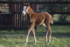 FILLY FOAL BY JUSTIFY.OLD MILL STUDCHIPPENHAM NR NWMARKET 6-2-20.Photo © George Selwyn +44 (0)7967 030722116 Wellington Parade Kent UK CT14 8AF.