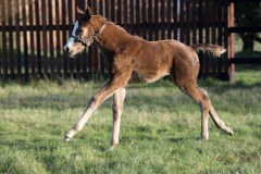 FILLY FOAL BY JUSTIFY.OLD MILL STUDCHIPPENHAM NR NWMARKET 6-2-20.Photo © George Selwyn +44 (0)7967 030722116 Wellington Parade Kent UK CT14 8AF.