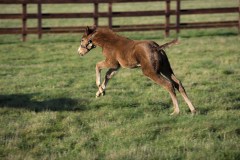 FILLY FOAL BY JUSTIFY.OLD MILL STUDCHIPPENHAM NR NWMARKET 6-2-20.Photo © George Selwyn +44 (0)7967 030722116 Wellington Parade Kent UK CT14 8AF.