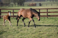 FILLY FOAL BY JUSTIFY.OLD MILL STUDCHIPPENHAM NR NWMARKET 6-2-20.Photo © George Selwyn +44 (0)7967 030722116 Wellington Parade Kent UK CT14 8AF.