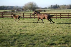 FILLY FOAL BY JUSTIFY.OLD MILL STUDCHIPPENHAM NR NWMARKET 6-2-20.Photo © George Selwyn +44 (0)7967 030722116 Wellington Parade Kent UK CT14 8AF.